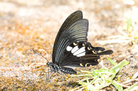 Papilio nephelus - chaon-4937 - Huai Sai Lueang Waterfall (1040m) - 25/03/25