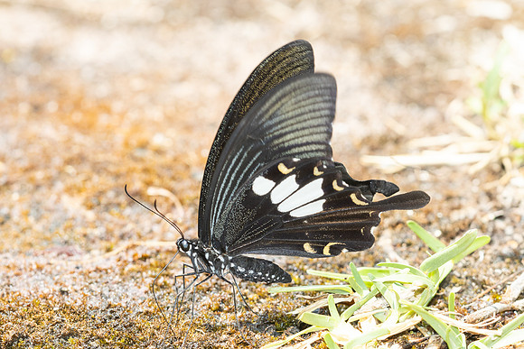 Papilio nephelus - chaon-4937 - Huai Sai Lueang Waterfall (1040m) - 25/03/25
