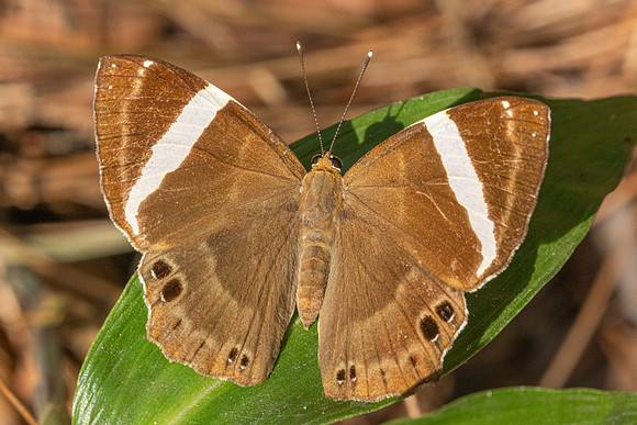 Abisara fylla-2949- Doi Suthep - 21/03/25
