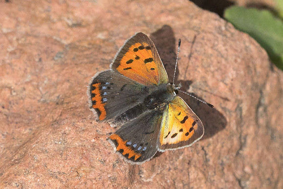Lycaena phlaeas-2574