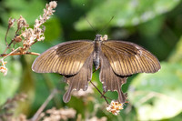Papilio chaon-3710