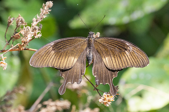Papilio chaon-3710