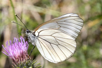 Aporia crataegi-2055 - Cervières - 26/06/25