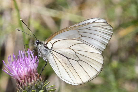 Aporia crataegi-2055 - Cervières - 26/06/25