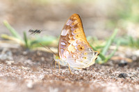 Vagrans sinha -5306