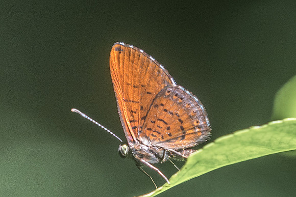 Detritivora barnesi-3169