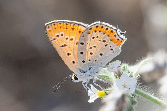 Lycaena thersamon-1710 - Pergé Antalya - 20/09/24
