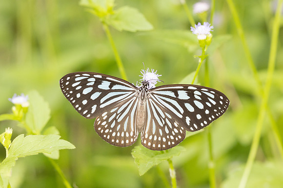 Ideopsis similis-6829 - Sepang - 30/03/25