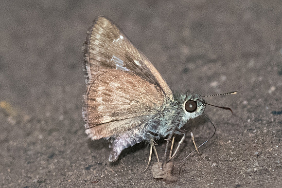 Halpe handa id--2350 - Chiang Dao - 15/11/23