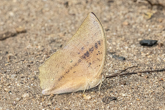 Discophora sondaica zal-0377 - Chiang Dao - 16/03/24