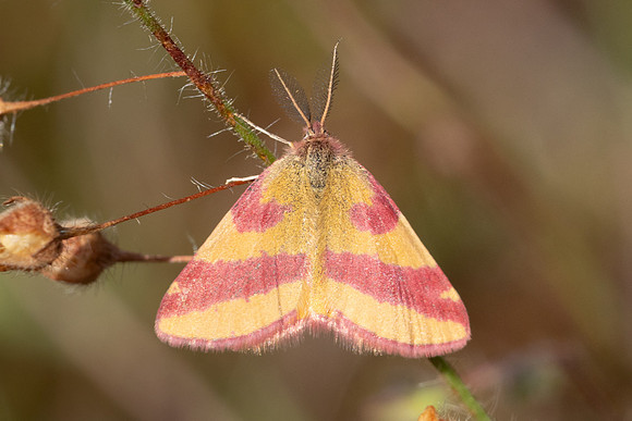 Lythria cruentaria-8744 - Fontainebleau - 4/08/24