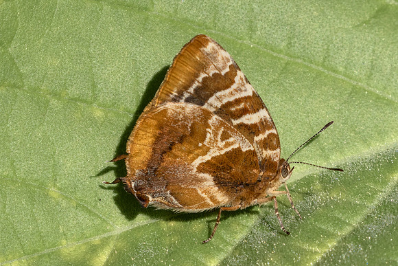 Arawacus ellida-1029- Barichara - 8/06/24