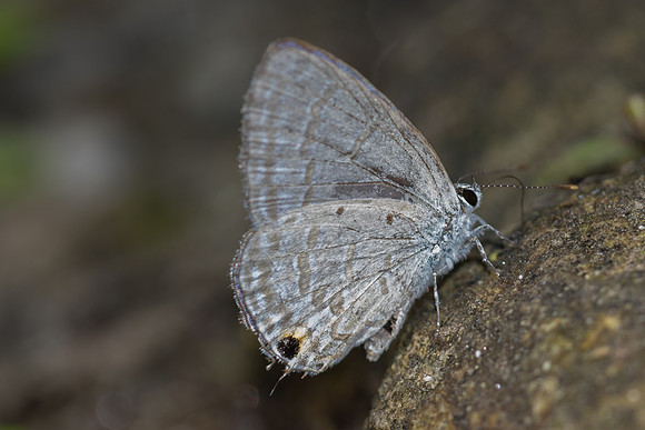 Catochrysops strabo-5224 - Huai Sai Lueang Waterfall (1040m) - 26/03/25