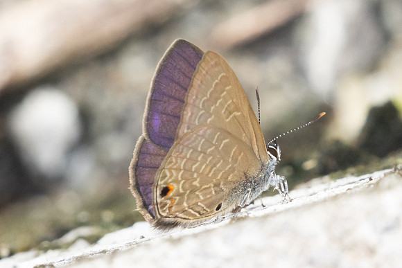 Anthene emolus-9356