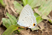 Catochrysops strabo-2464 - Chiang Dao - 20/03/25
