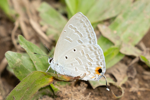 Catochrysops strabo-2464 - Chiang Dao - 20/03/25