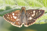 Burnsius orcynoides id--3886- Barichara - 10/06/24