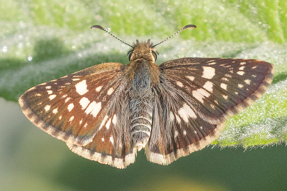 Burnsius orcynoides id--3886- Barichara - 10/06/24