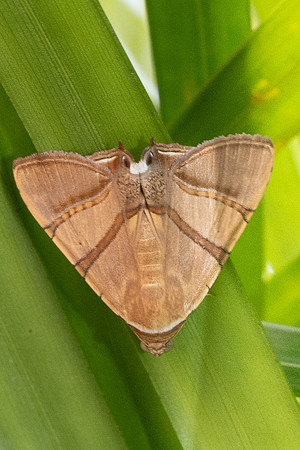 Eulepidotis perducens nuit-7824