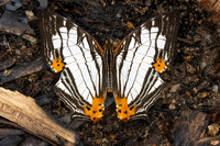 Cyrestis maenalis-8461 - Fraser's hill - 10/03/25