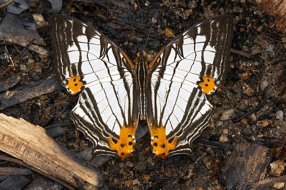 Cyrestis maenalis-8461 - Fraser's hill - 10/03/25