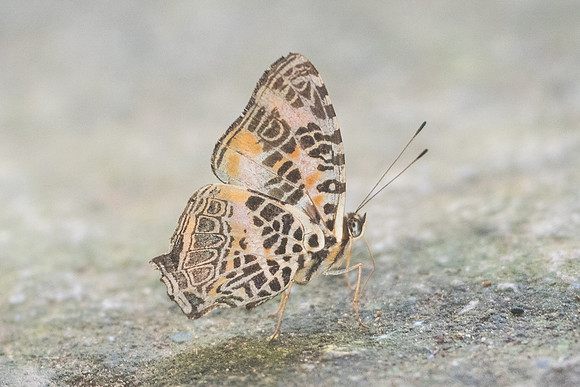 Symbrenthia hypselis cotanda-9209 - Chiang Dao - 14/11/23
