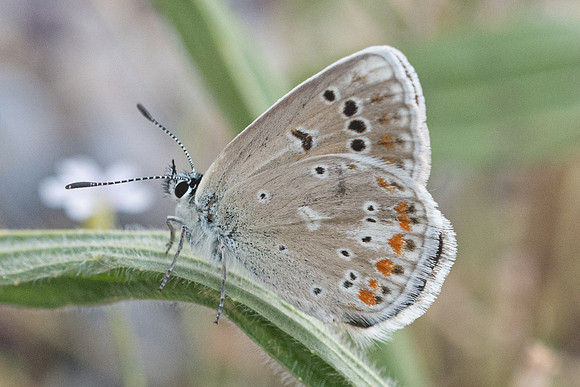 Polyommatus dorylas-6516 - Rimplas - 27/06/21