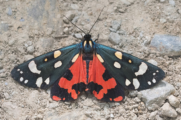Callimorpha dominula-2134 - Nohedes - 16/07/23