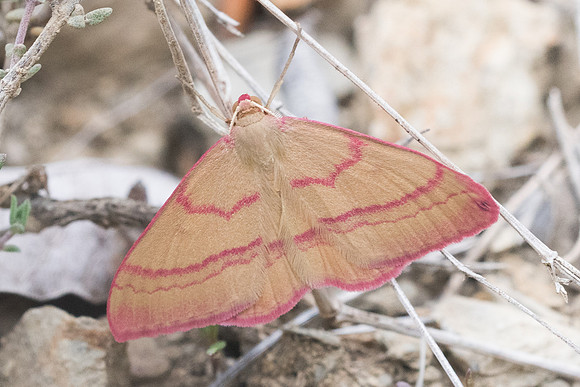 Rhodostrophia calabra-4938 - Sournia - 21/05/23
