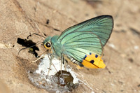 Choaspes benjaminii-1873 - Chiang Dao - 19/03/25