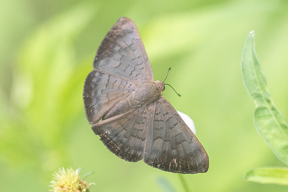 Emesis liodes-4142