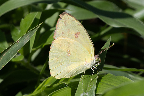 Phoebis id--1330
