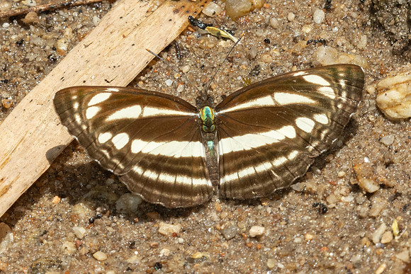 Neptis clinia id--6428 - Doi Suthep (720m) - 28/03/25