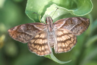 Timochares trifasciata-4196