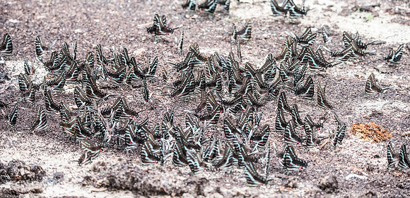 Protographium philolaus-2535