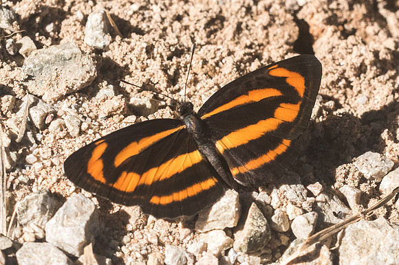 Neptis miah -3393 - Chiang Dao - 15/11/23