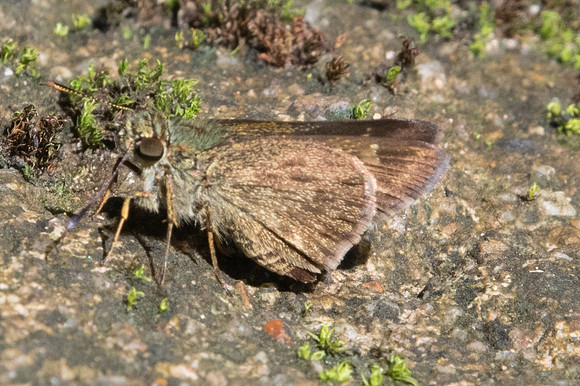 Halpe sp-2030  - Chiang Dao - 15/11/23