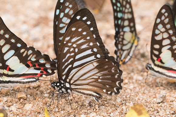 Graphium macareus burmensis - 4299 - Chiang Dao  - 12/03/23