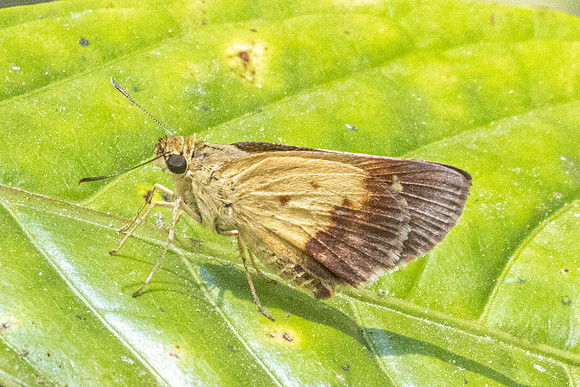 Zographetus satwa-3716