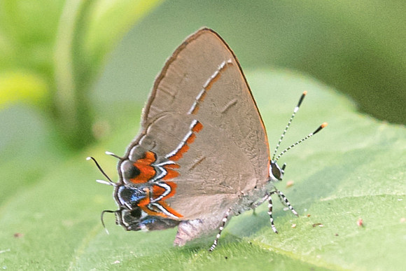 Calycopis quintana-4883