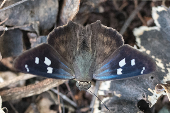 Polygonus manueli-5818