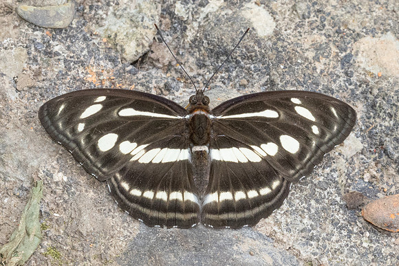 Athyma pravara-2376 - Chiang Dao - 18/03/24