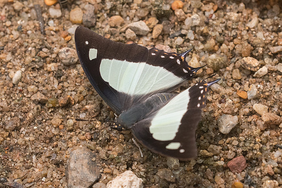 Polyura arja-4027- Chiang dao - 12/03/23