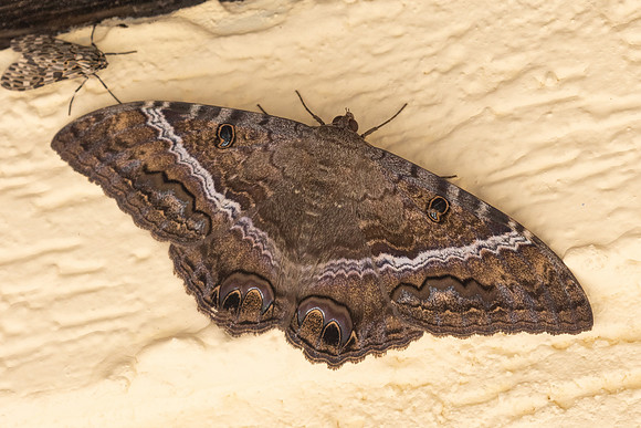 Ascalapha odorata ♀ nuit-6144