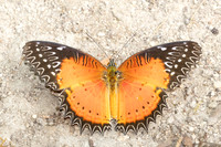 Cethosia biblis-4080- Doi Inthanon - 23/03/25
