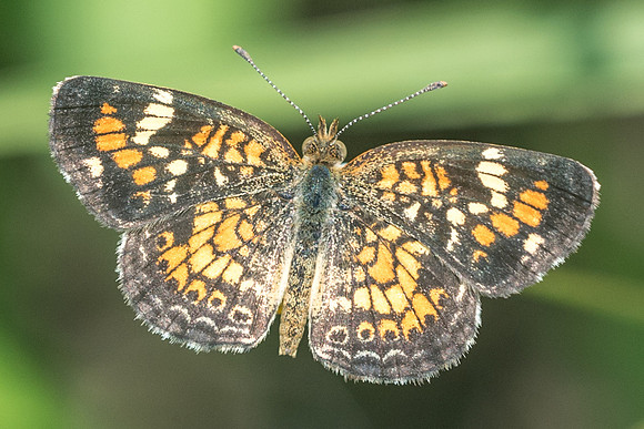 Phyciodes phaon-3572