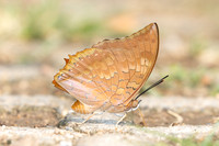 Charaxes bernardus-1310 - Chiang Dao - 17/03/25