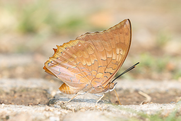 Charaxes bernardus-1310 - Chiang Dao - 17/03/25