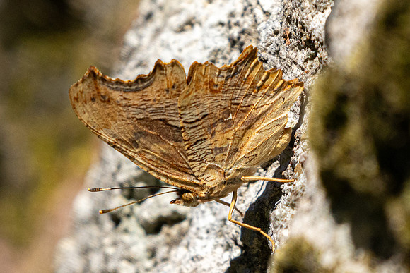 Polygonia egea-0108 Gulhane park, Istambul - 12/09/24