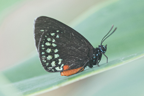 Eumaeus toxea-6279